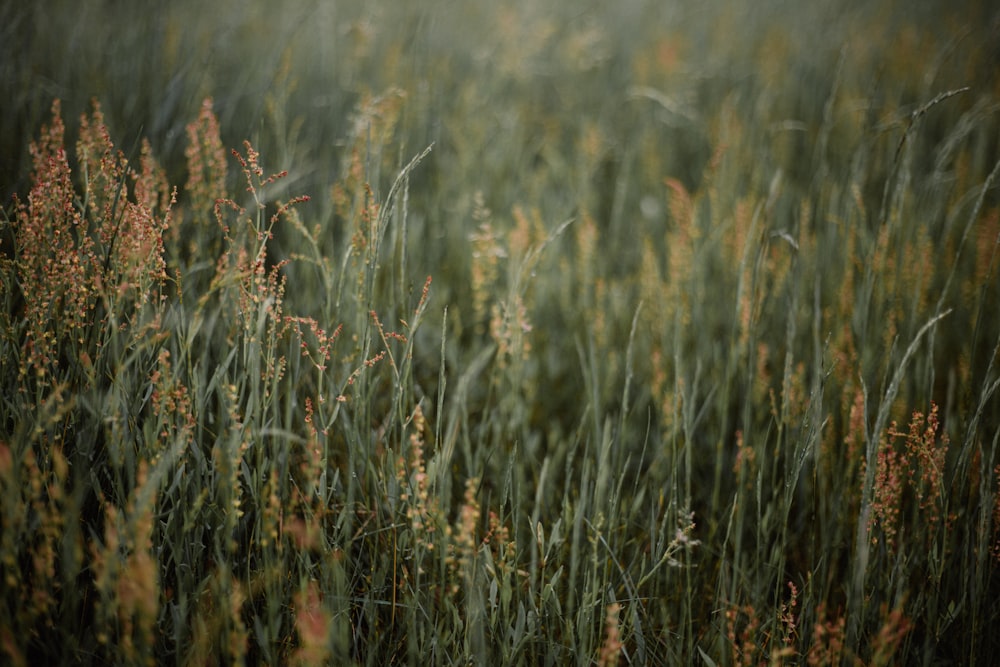 Fotografie von grünblättrigem Gras