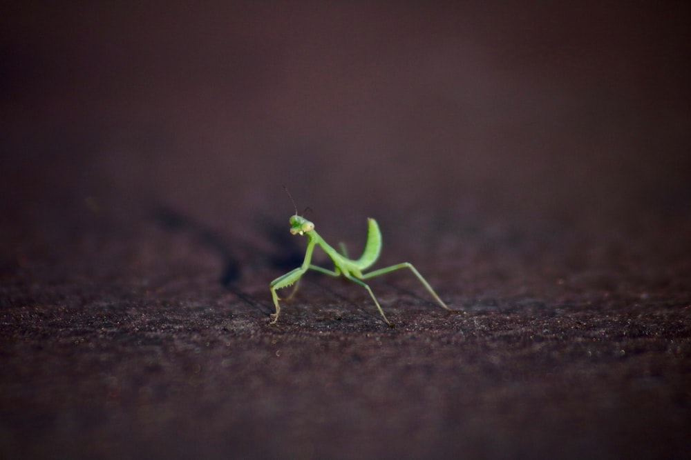 fotografia em close-up de louva-a-deus verde