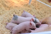 pink piglets