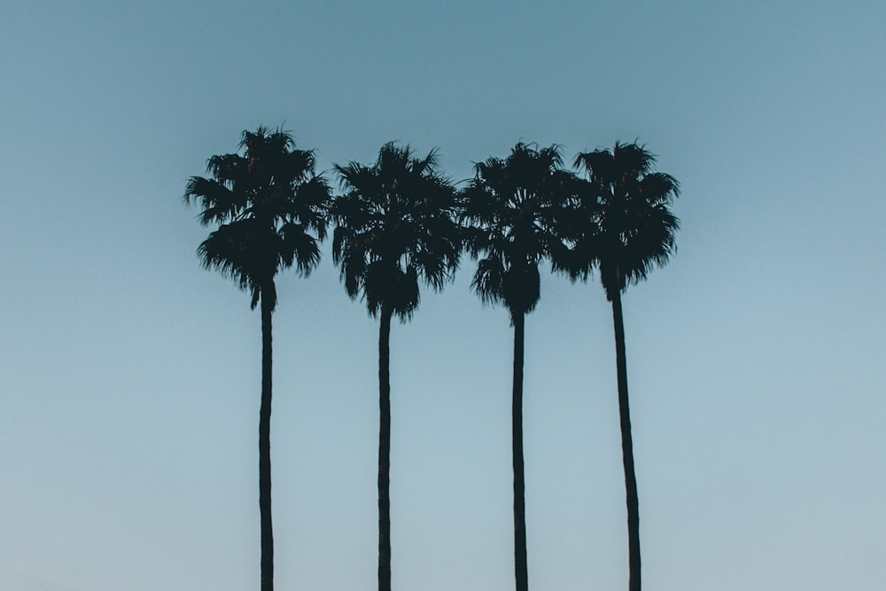 silhouette photo of four palm trees