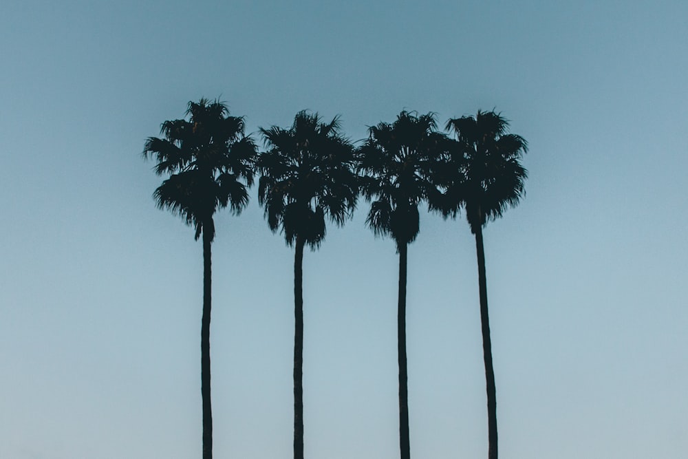 foto della silhouette di quattro palme