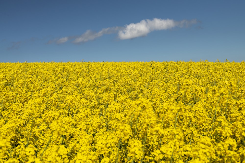 yellow flowers under blue sky