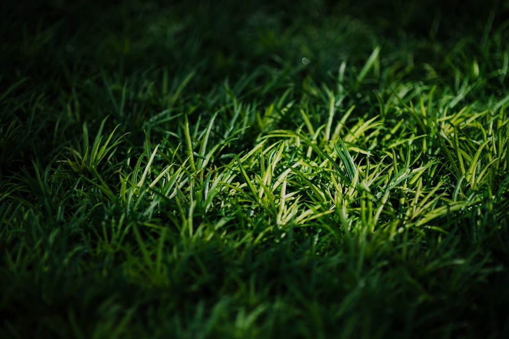 푸른 잔디의 근접 촬영 사진