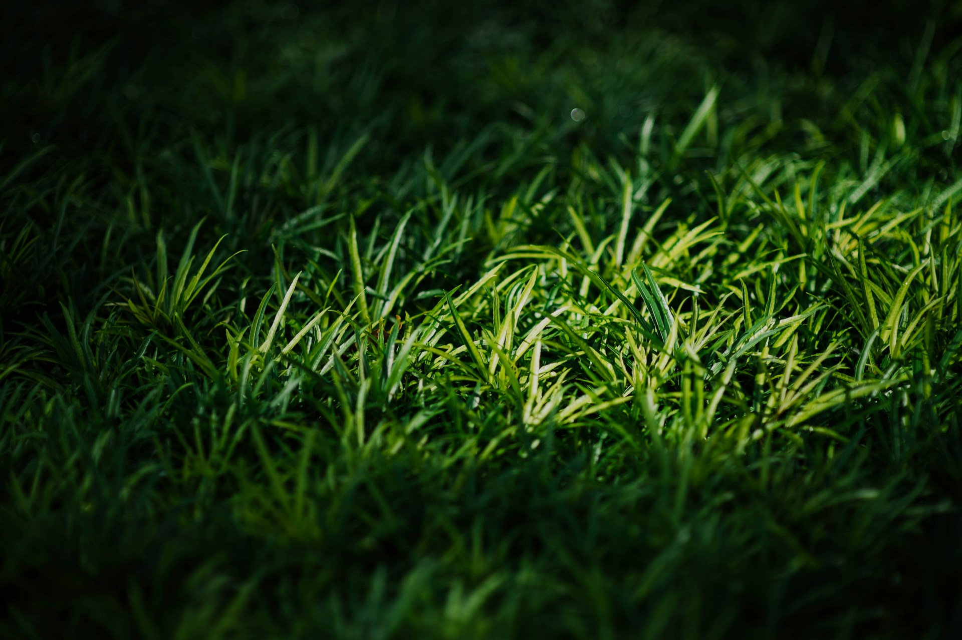 closeup photography of green grass