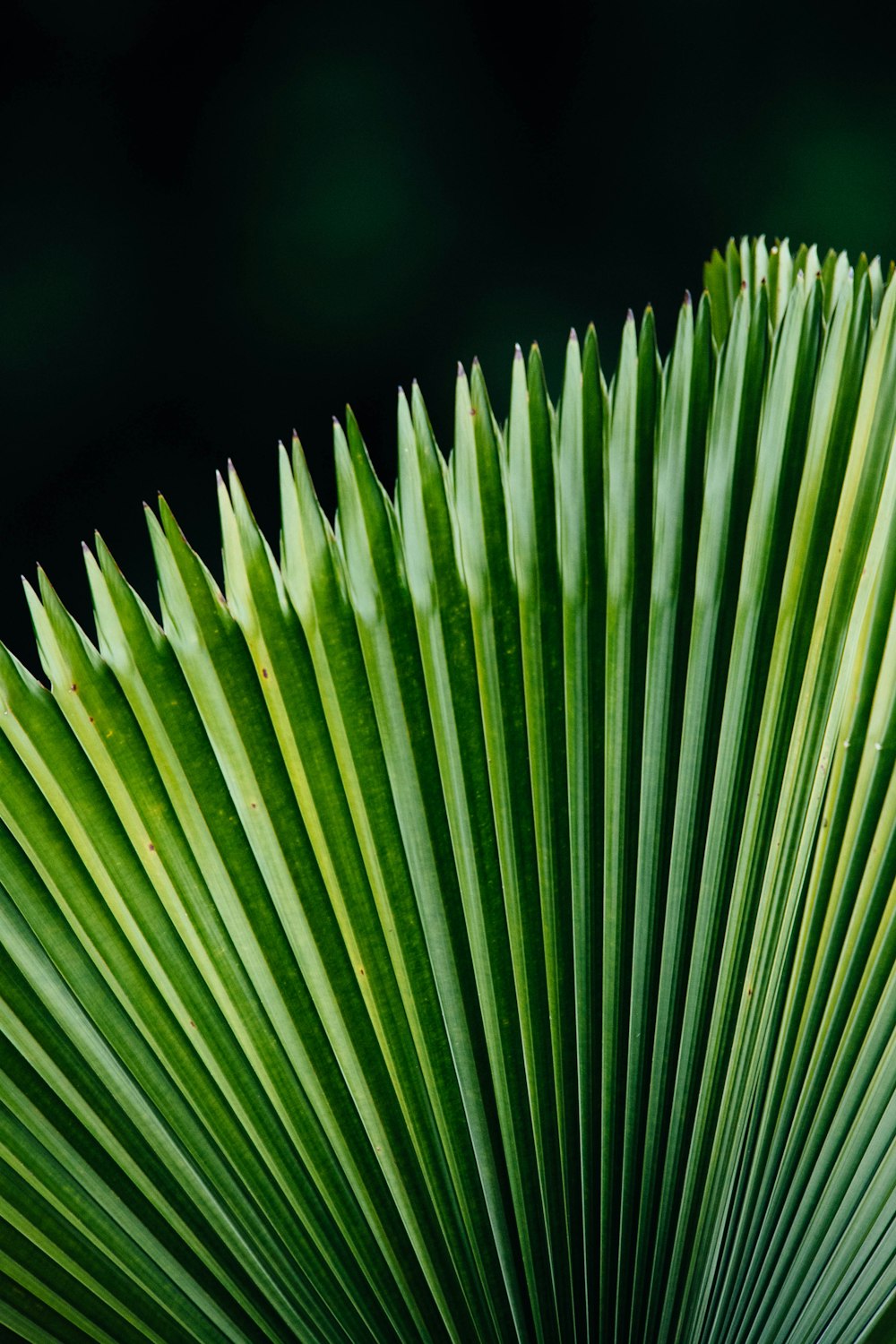 macro photography of Saribus rotundifolius plant