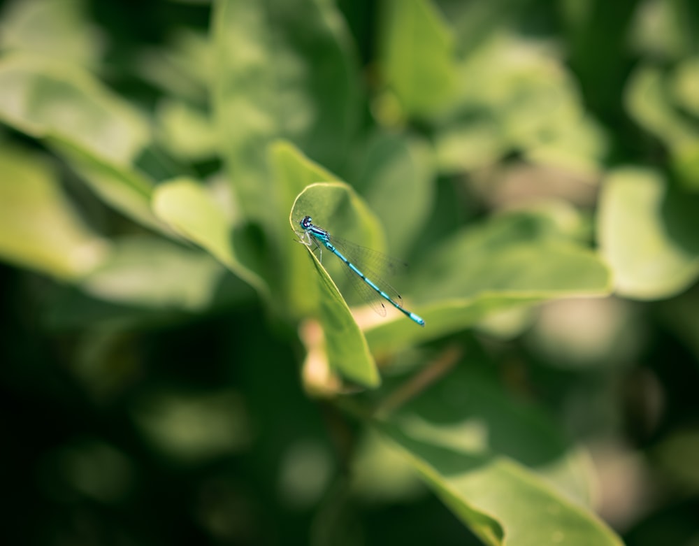 shallow focus photography blue dragonfly