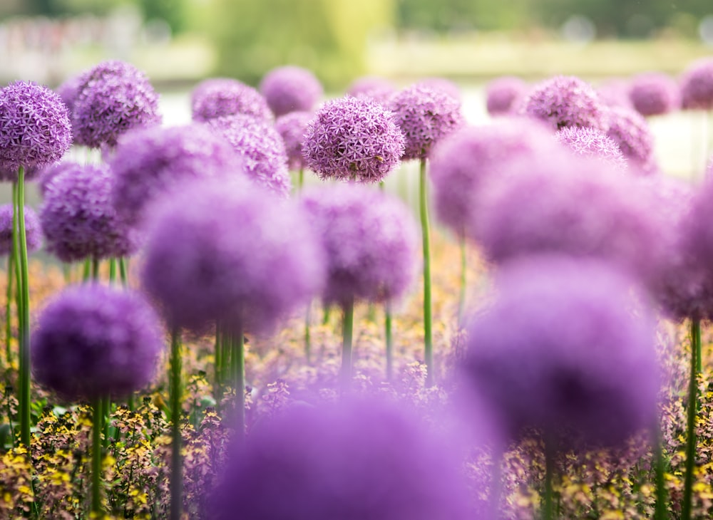 close up photography of purple petaled cluster flowers