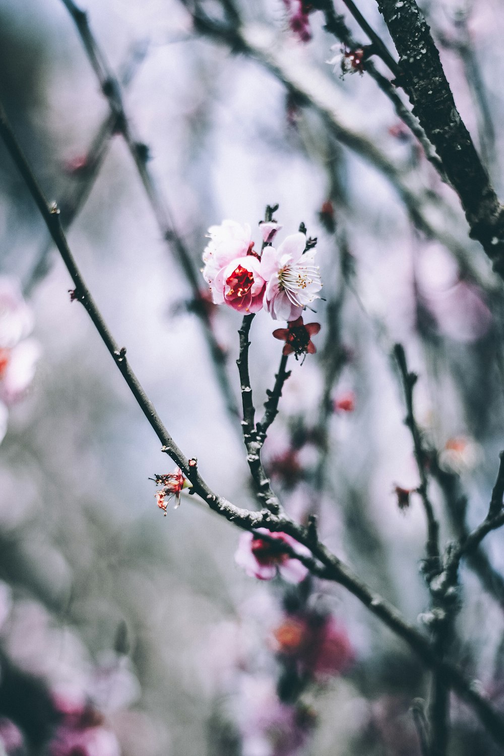 Fotografía de enfoque selectivo de flores rosas