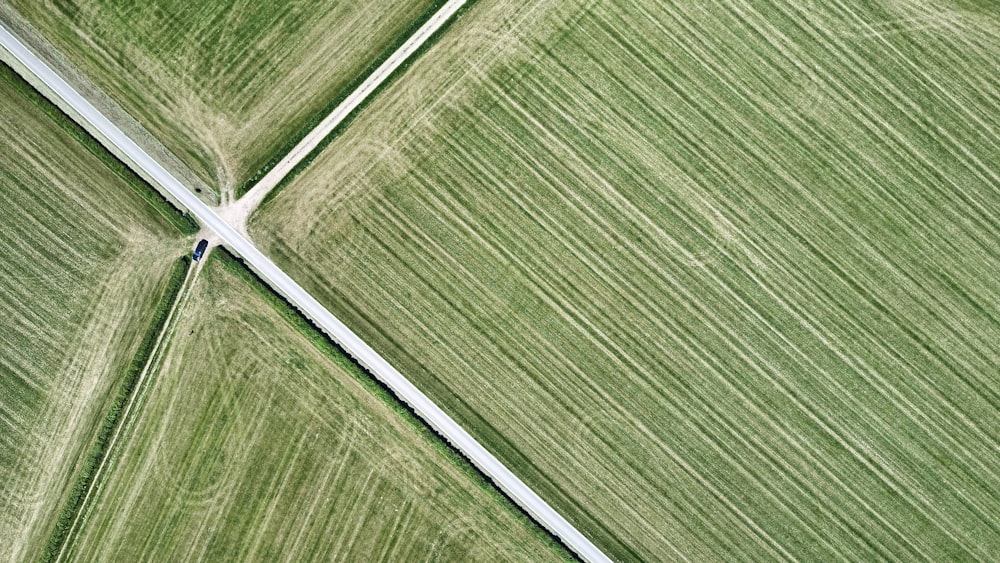 closeup photo of green surface