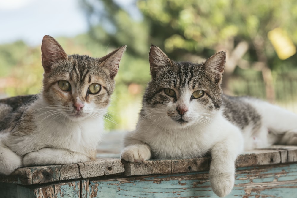 zwei braun getigerte Katzen auf Holzbrettern