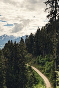 aerial photography of pine trees