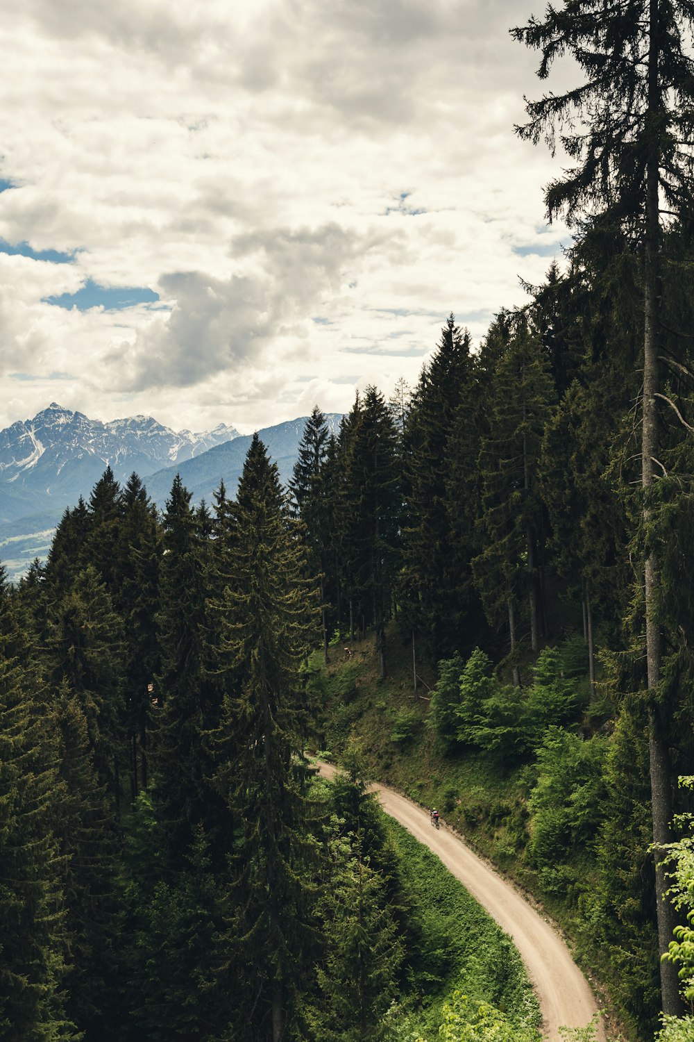 aerial photography of pine trees