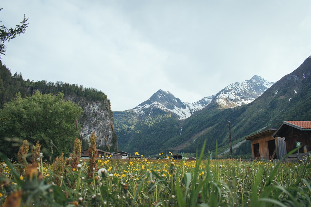 green grass field