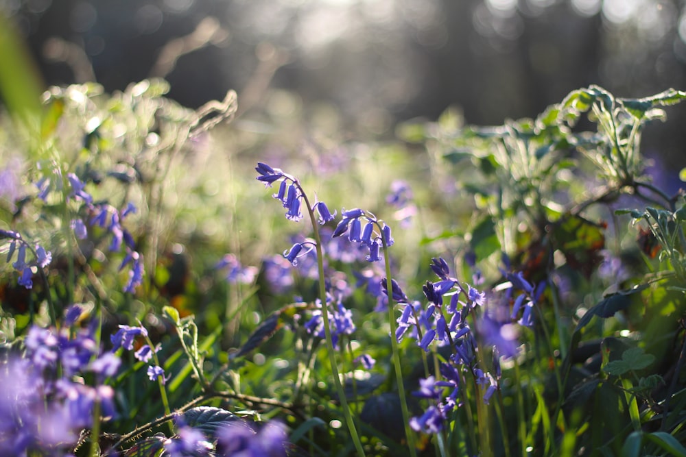 closeup photo of purple petaled flowers