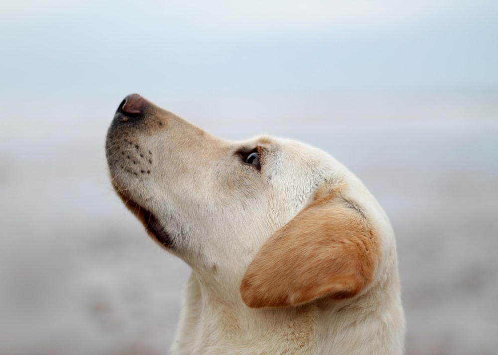 cão olhando para cima