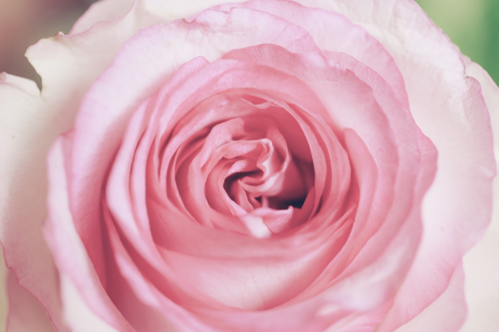 closeup photo of pink and white petaled flower in bloom