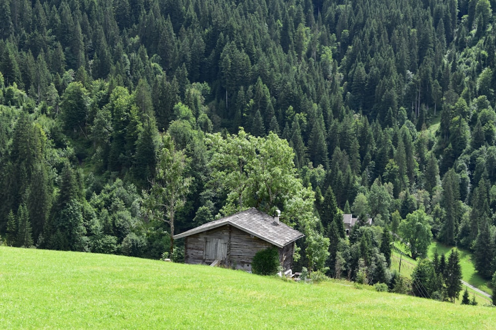 house surrounded by trees