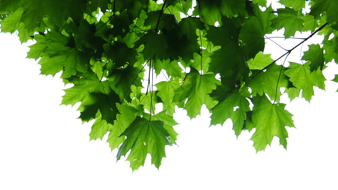 green leaves