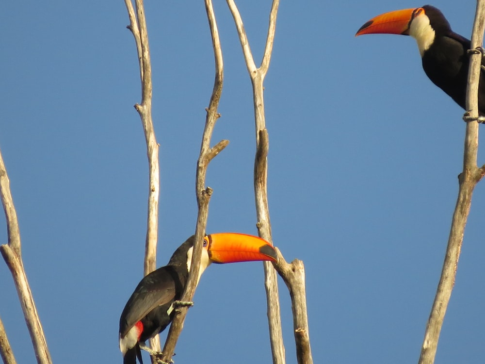 toucan perching on branch
