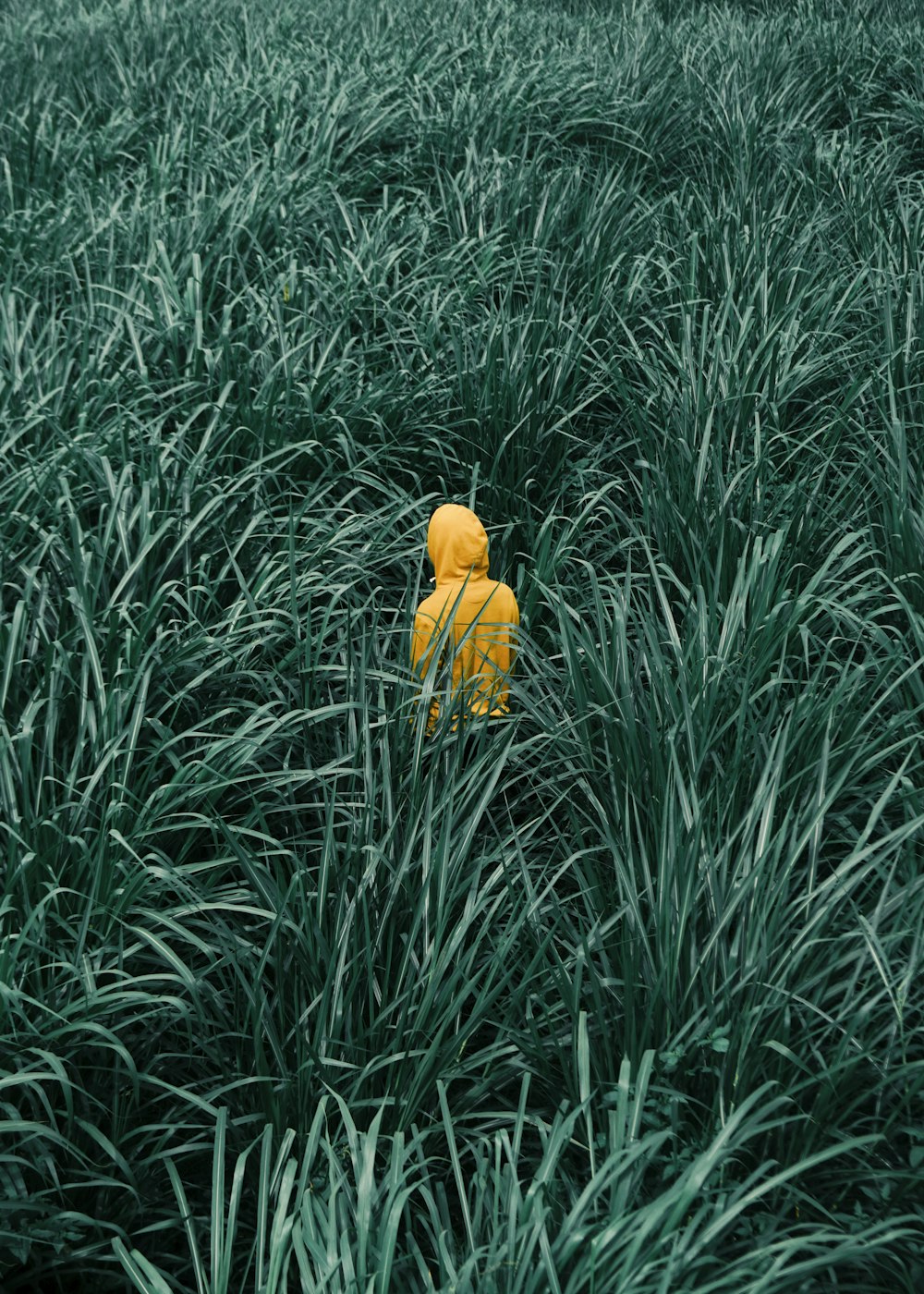 Persona con chaqueta con capucha naranja en el campo de hierba verde