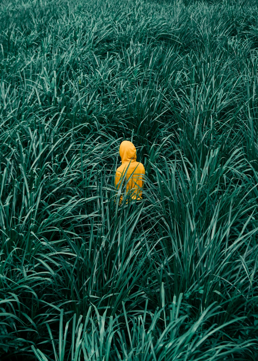 person wearing orange hooded jacket in in green grass field
