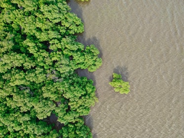 birds eye photography of trees