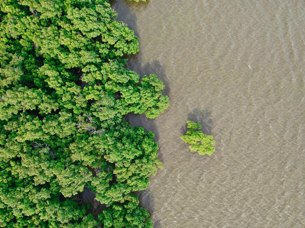 Fotografia a volo d'uccello di alberi