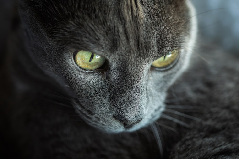 close-up photo of cat's face