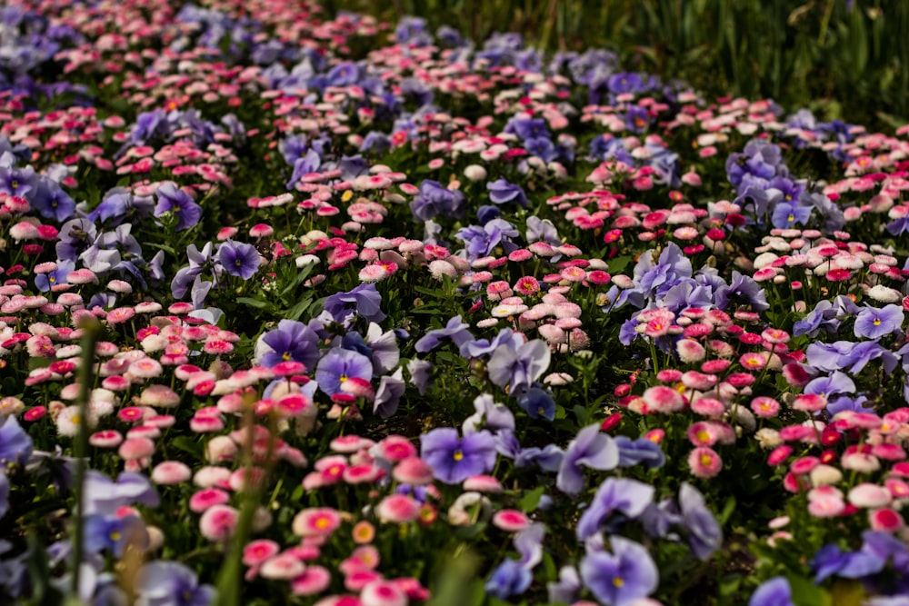 purple and pink flowers