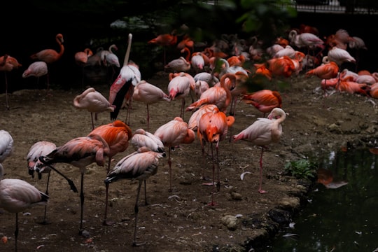flock of flamingos in Hellabrunn Zoo Germany