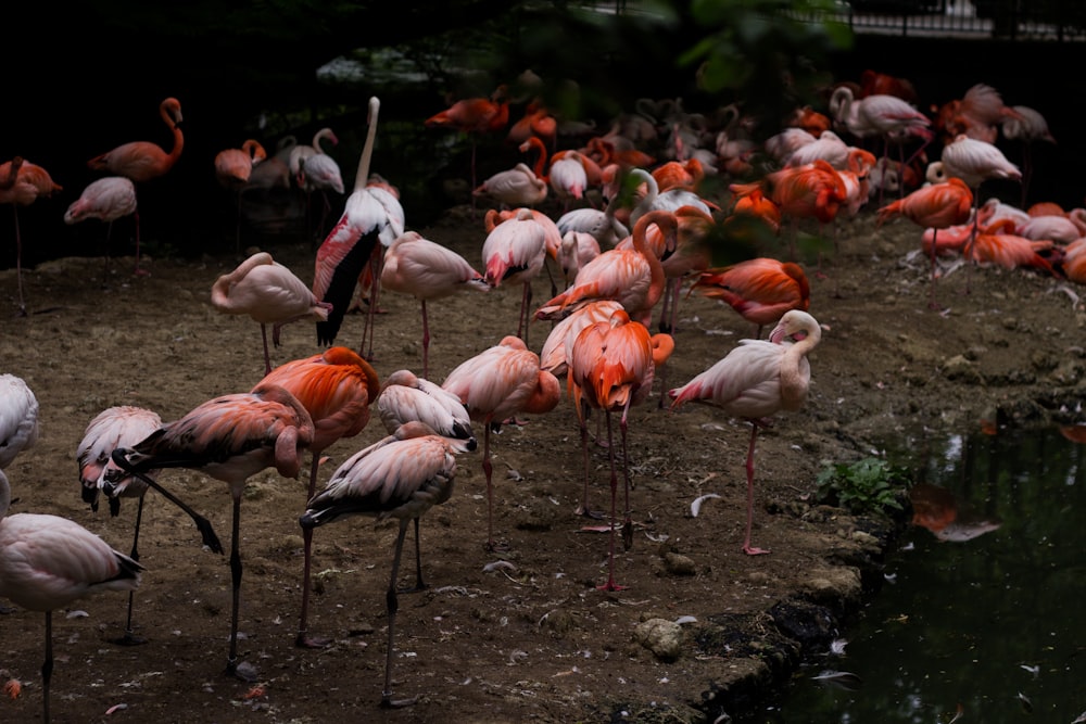 flock of flamingos