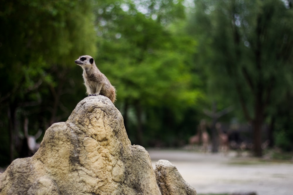 shallow focus photography of meercat standing on rock