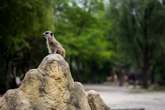 shallow focus photography of meercat standing on rock in Hellabrunn Zoo Germany