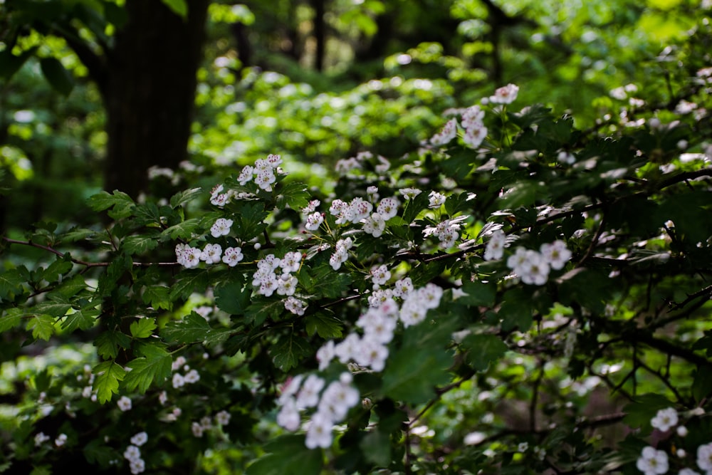 photo of white petaled flowers