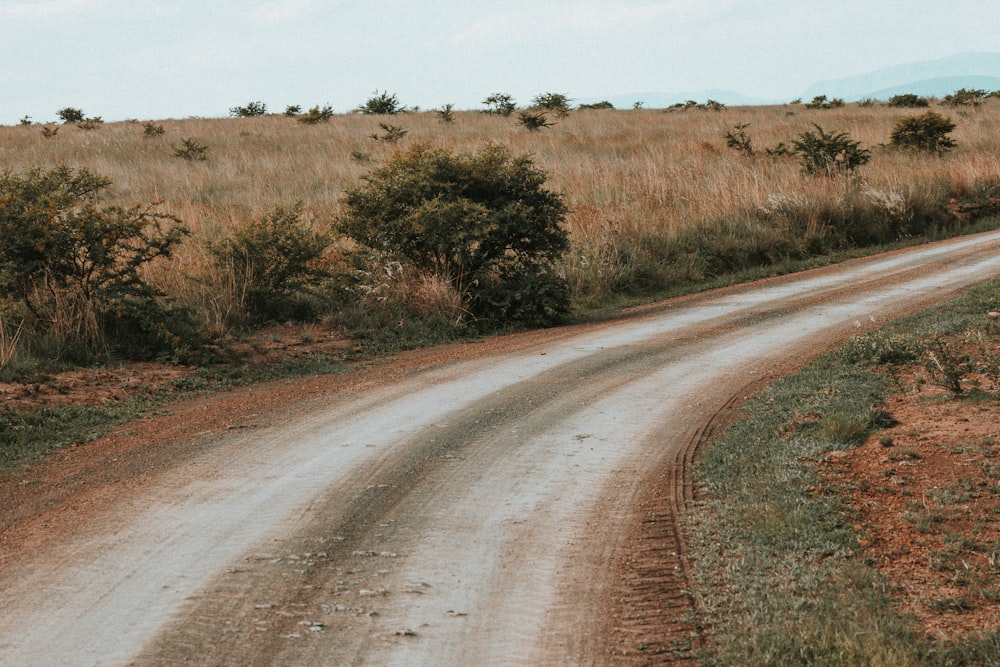 empty roadway near bushes