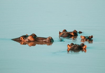 Namibia Safari Chobe Nationalpark Nilpferde