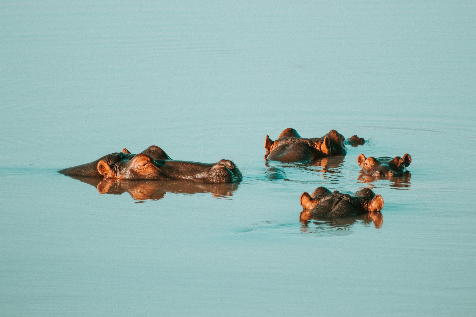 Canon EOS 600D (Rebel EOS T3i / EOS Kiss X5) + Canon EF 75-300mm f/4-5.6 USM sample photo. Four hippopotamus on body photography