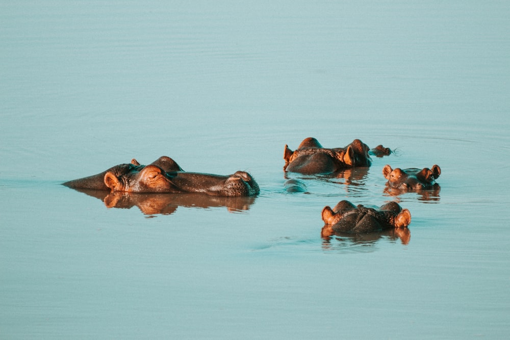 four hippopotamus on body of water