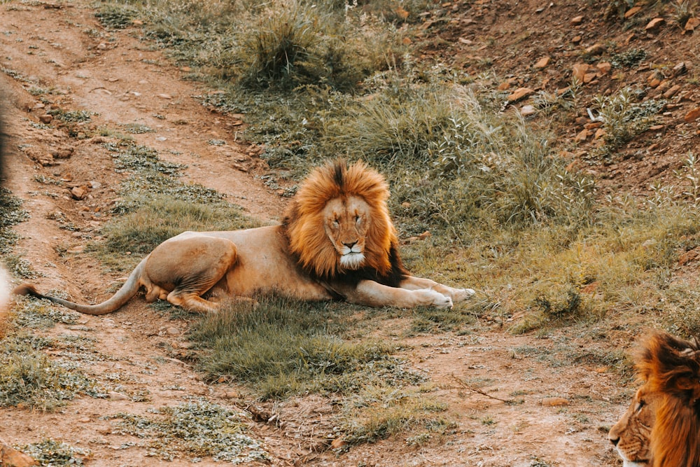 wild life photography of lion resting on ground