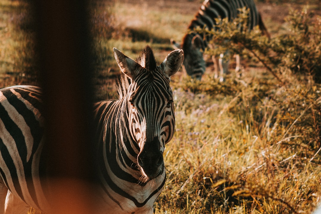 Zebra eating grass