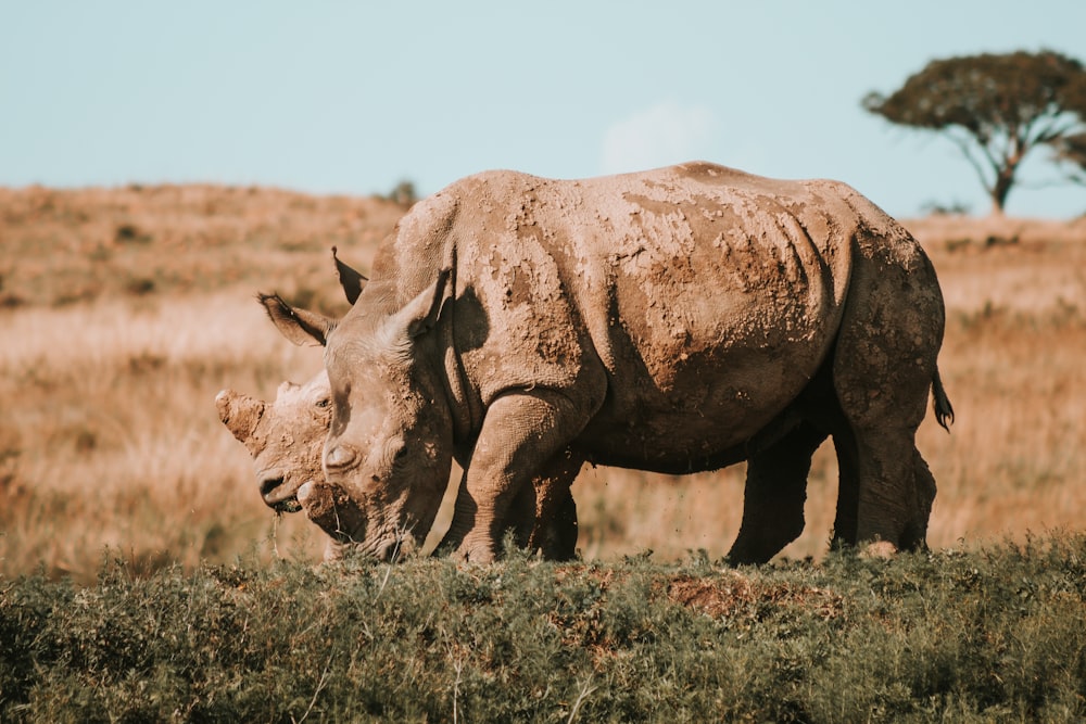 Rhinocéros en train de brouter