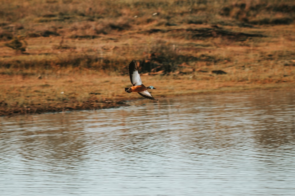 flying mallard duck above body of water during daytime