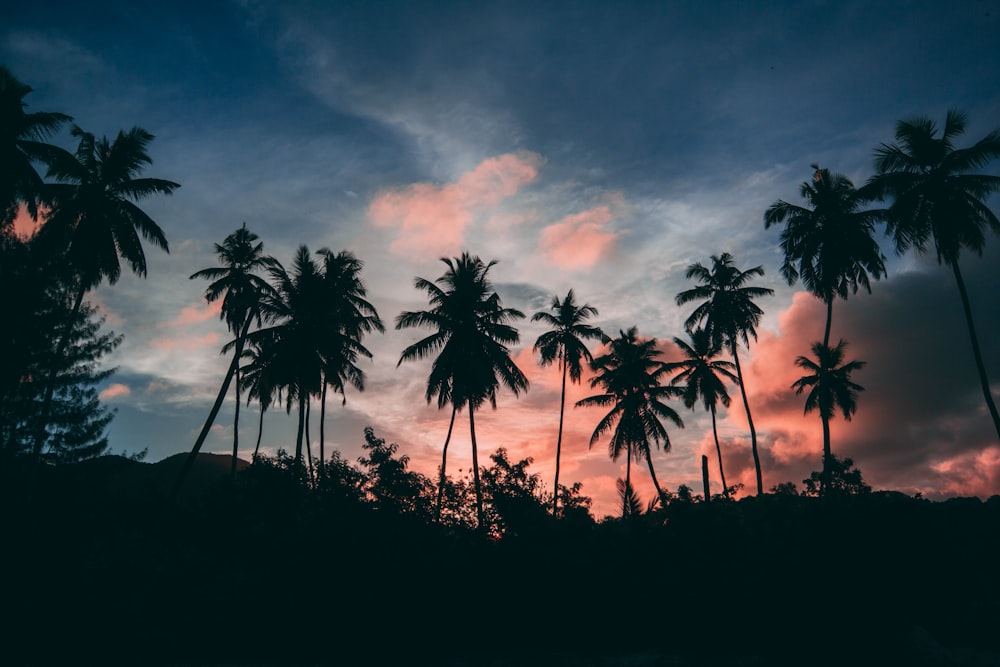 silhouette of trees under sky