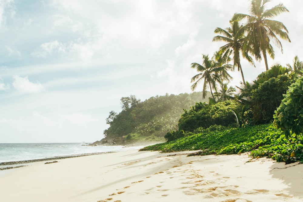 Jungle Beach Pictures | Download Free Images on Unsplash