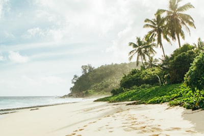 photography of foot tracks on seashore seychelles zoom background
