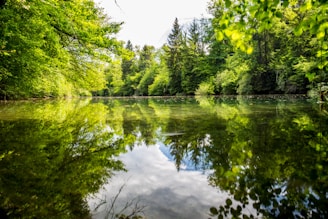 A serene view of the Almonda River surrounded by lush greenery.