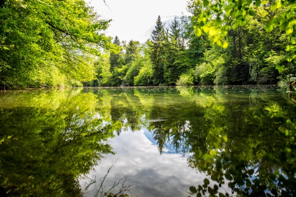 A serene view of the Almonda River surrounded by lush greenery.