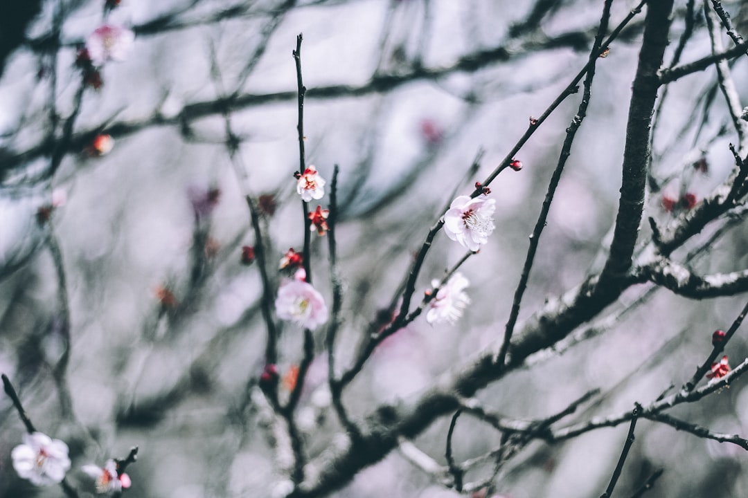 selective focus of pink flowers in bloom