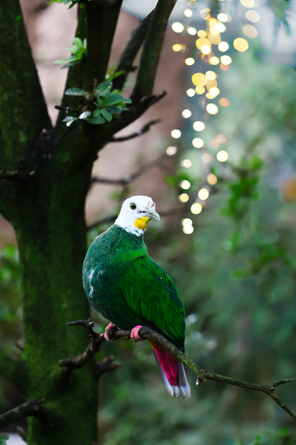 Grüner und weißer Vogel auf Ast