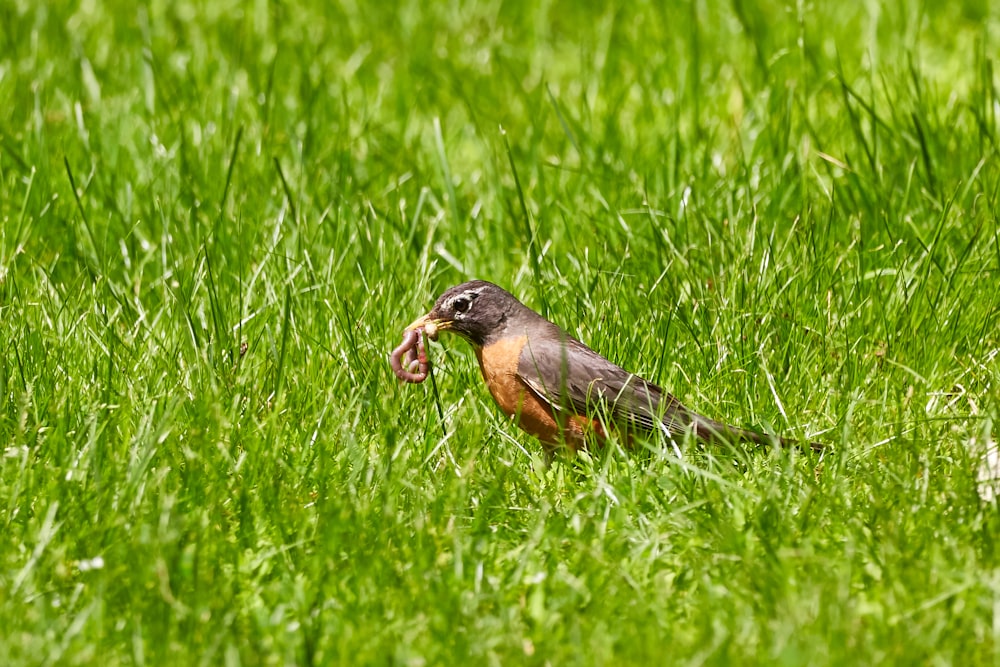 Brauner und schwarzer Vogel sitzt auf Würmern im Gras